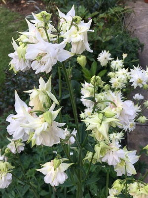 AQUILEGIA vulgaris Apple Green